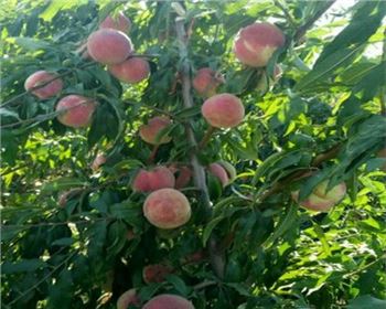 河南桃樹苗廠家分享桃樹苗常見病蟲害及防治方法?